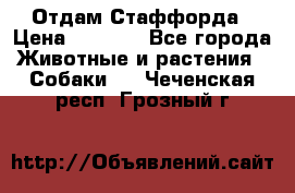 Отдам Стаффорда › Цена ­ 2 000 - Все города Животные и растения » Собаки   . Чеченская респ.,Грозный г.